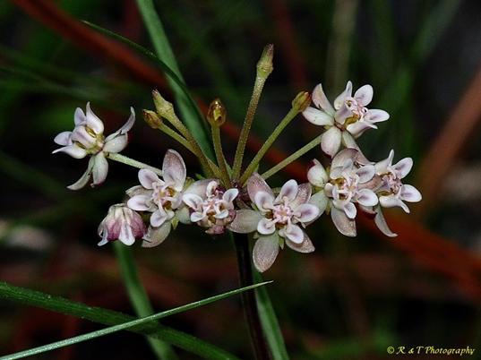 {Asclepias michauxii}